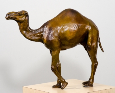 Camel Standing.N7LHH