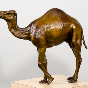 Camel Standing
